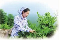 永信贵宾会217,油茶莳植生产加工销售,植物油莳植生产加工销售