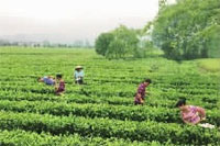 永信贵宾会217,油茶莳植生产加工销售,植物油莳植生产加工销售