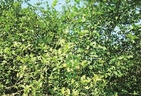 永信贵宾会217,油茶莳植生产加工销售,植物油莳植生产加工销售